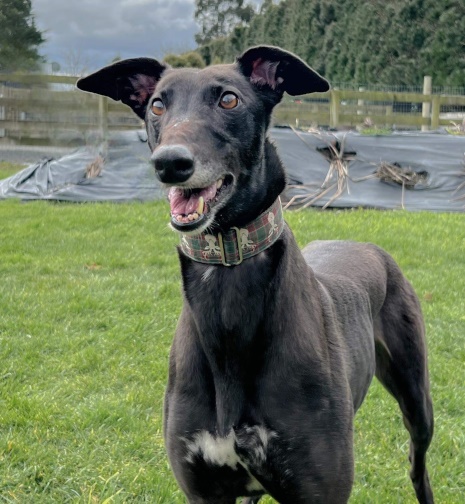 Nightrave greyhounds online